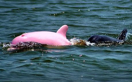 Pinky, The Dolphin.  Photo: Caters Pictures