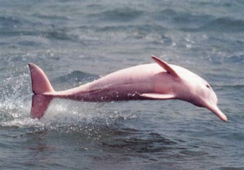 Pinky, The Dolphin.  Photo: Caters Pictures