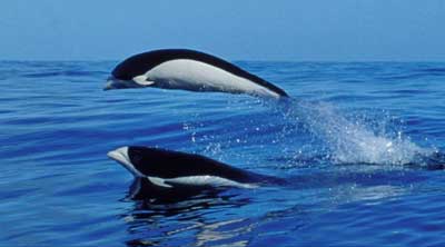 Northern Right Whale Dolphins File Photo