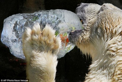 polar bear AP Photo Itsuo Inouye