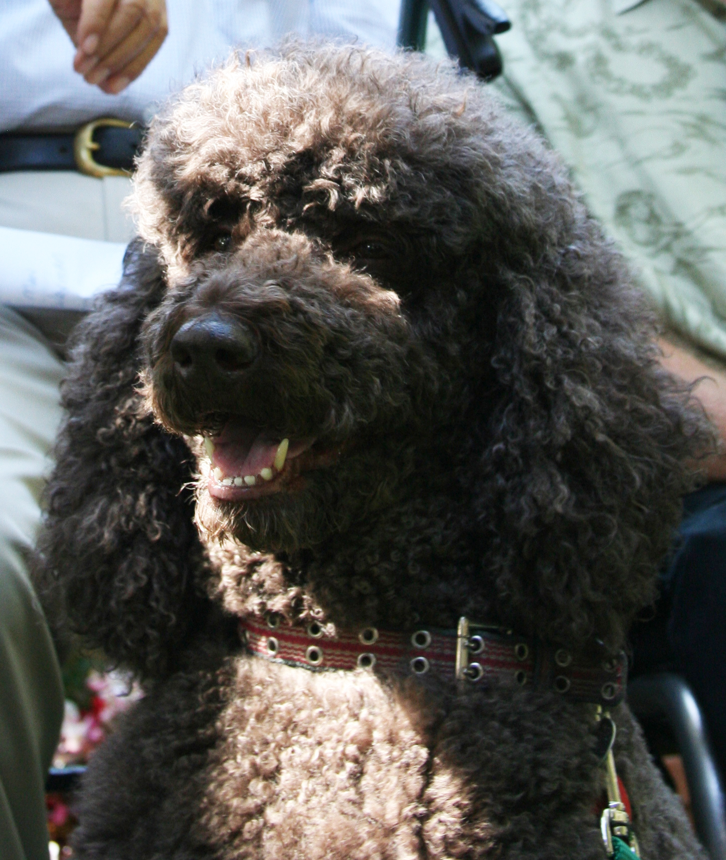 The Poodle Of Ryan Murphy's Obsession. Photo: ACLU